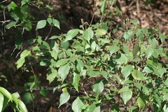 Strobilanthes consanguineus